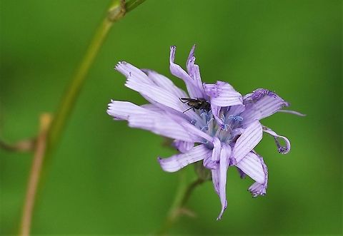 Common Blue Sow-thistle On a wide roadside verge Common Blue Sow-thistle,Cumbria,Kings Meaburn,Lactuca macrophylla