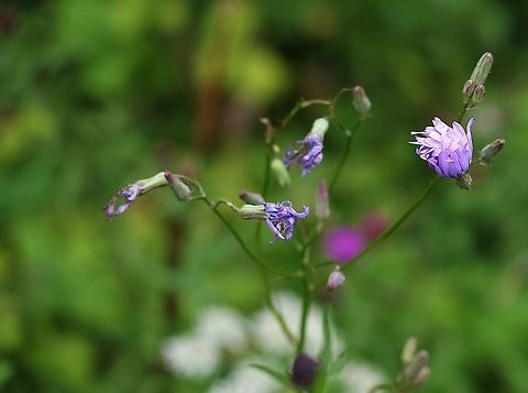 Common Blue Sow-thistle Growing on one roadside site. Common Blue Sow-thistle,Cumbria,Kings Meaburn,Lactuca macrophylla