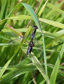 Emerald Damselflies Flying and laying at an old quarry Cumbria,Emerald damselfly,Lestes sponsa,Orton Scar
