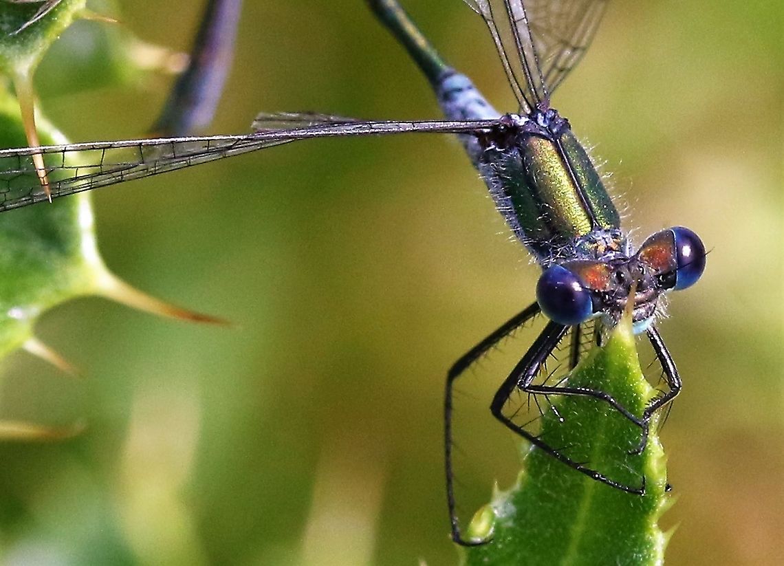 Emerald Damselfly In an old quarry, 5 minutes of sun. Cumbria,Emerald damselfly,Lestes sponsa,Orton Scar