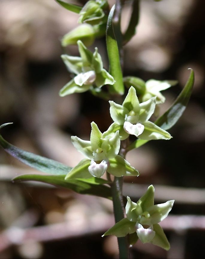 Violet Helleborine A rare specialist of the darkest depths of old forest.  Fortunate to find these and better still in a small shaft of sunlight. Epipactis purpurata,Ironbridge,Shropshire,Violet Helleborine