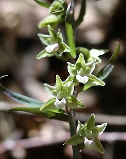 Violet Helleborine A rare specialist of the darkest depths of old forest.  Fortunate to find these and better still in a small shaft of sunlight. Epipactis purpurata,Ironbridge,Shropshire,Violet Helleborine