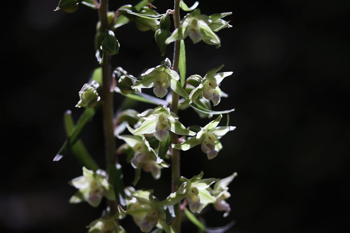 Violet Helleborine Back-lit,  found on a trip to see friends, they live in the darkest of forests and fortunate to find these specialists in a tiny shaft of sunlight. Epipactis purpurata,Ironbridge,Shropshire,Violet Helleborine