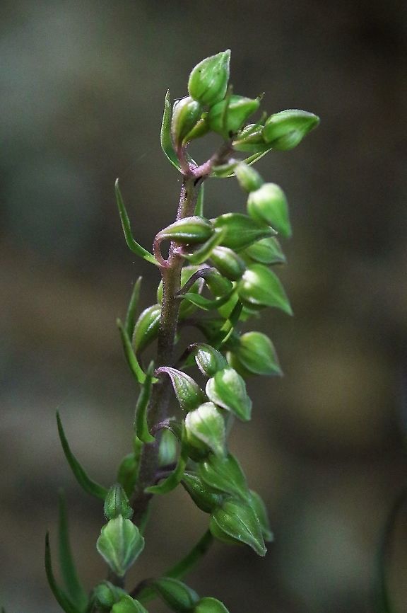 Violet Helleborine On a trip to see friends, very lucky to ignore the industrial heritage and find this hidden in the woodland Epipactis purpurata,Ironbridge,Shropshire,Violet Helleborine