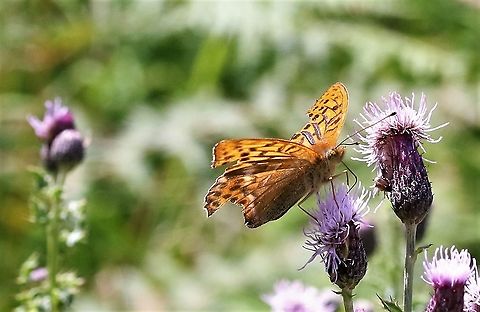 Silver-washed Fritillary In a woodland glade, a somewhat battered individual. Argynnis paphia,Mortimer forest,Shropshire,Silver-washed Fritillary
