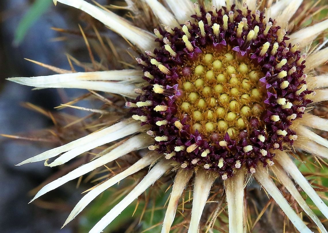 Carline Thistle Growing in old limestone quarry Carlina vulgaris,Carline Thistle,Cumbria,Orton Scar