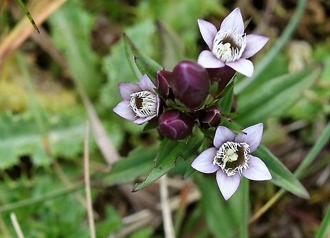 Autumn Gentian In a disused quarry in short limestone grassland Autumn Gentian,Cumbria,Gentianella amarella,Orton Scar