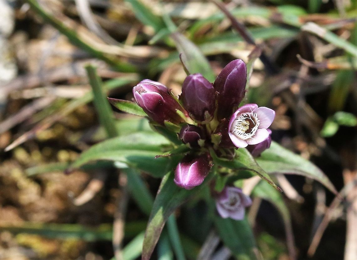 Autumn Gentian A pretty rarity found in short limestone grassland Autumn Gentian,Cumbria,Gentianella amarella,Orton Scar