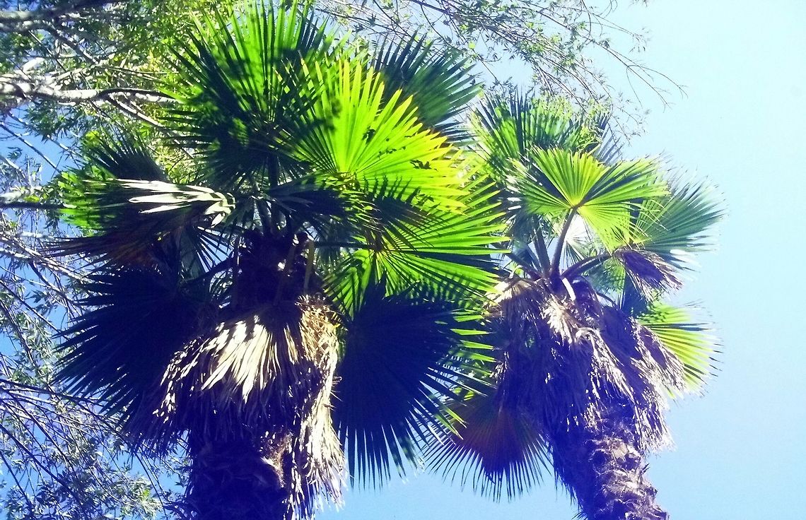 Fan Palms Two gorgeous Fan Palms in my backyard.  Geotagged,United States,Washingtonia robusta,Winter