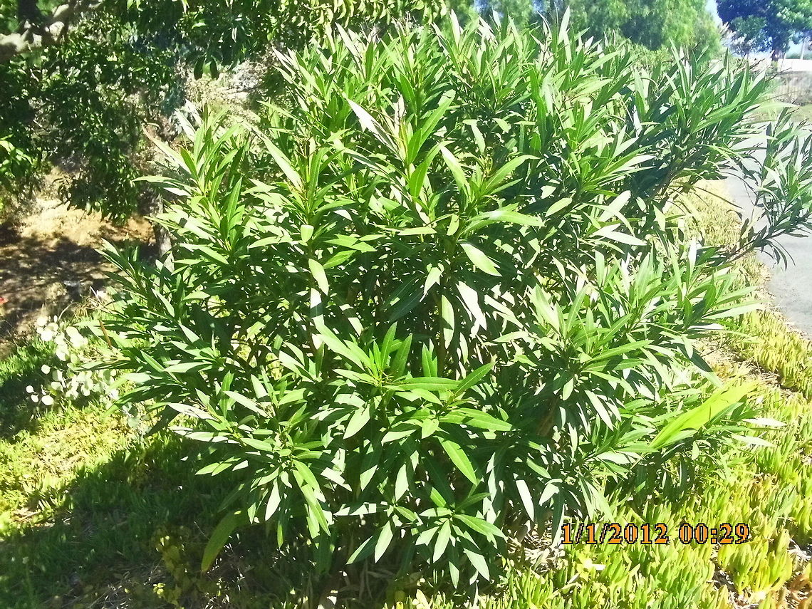 Nerium Oleander Poisonous flowering Oleander bush  Nerium,Nerium oleander