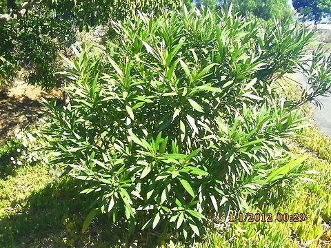 Nerium Oleander Poisonous flowering Oleander bush  Nerium,Nerium oleander