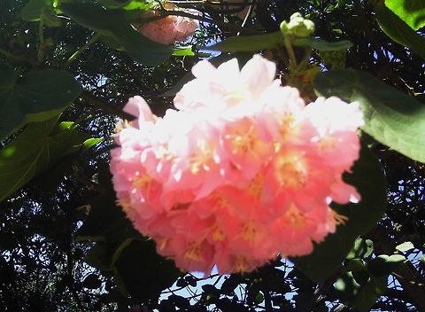 Dombeya wallichii  Dombeya wallichii,Geotagged,United States,Winter