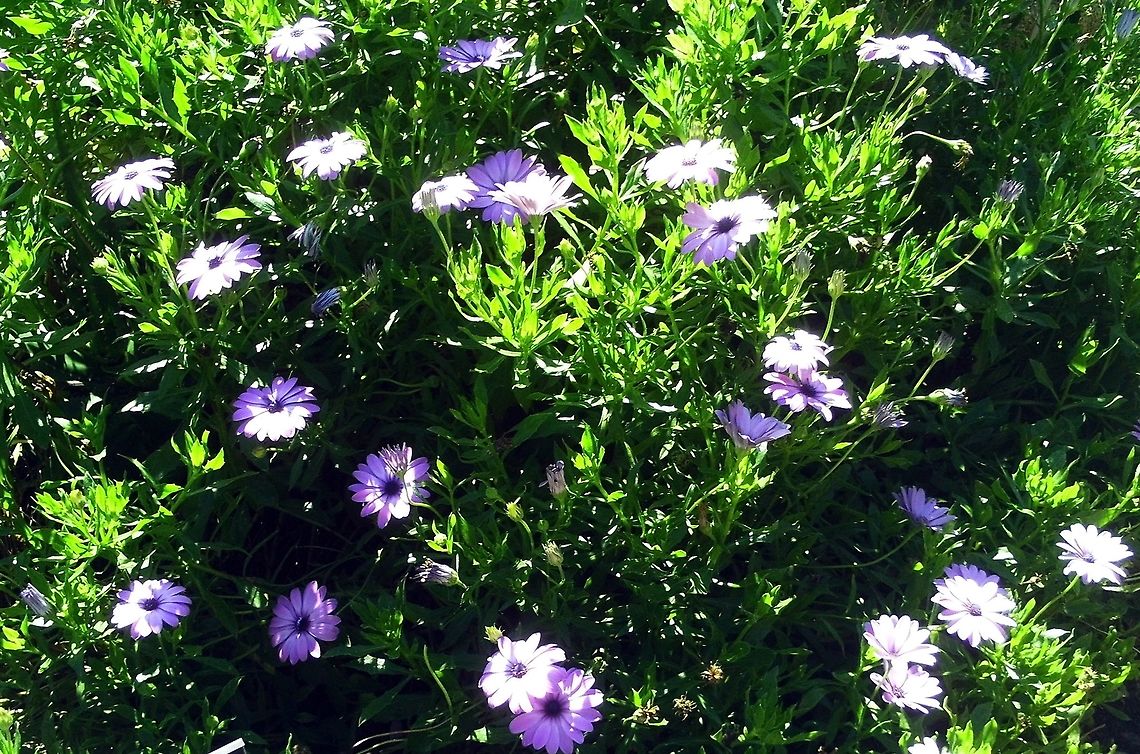 Trailing African Daisy  Geotagged,Osteospermum fruticosum,Trailing African daisy,United States,Winter