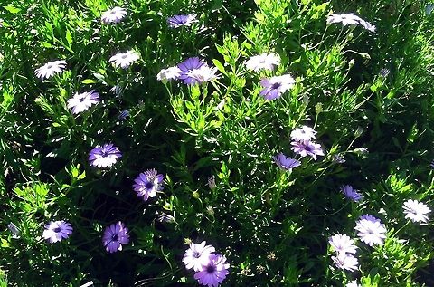 Trailing African Daisy  Geotagged,Osteospermum fruticosum,Trailing African daisy,United States,Winter