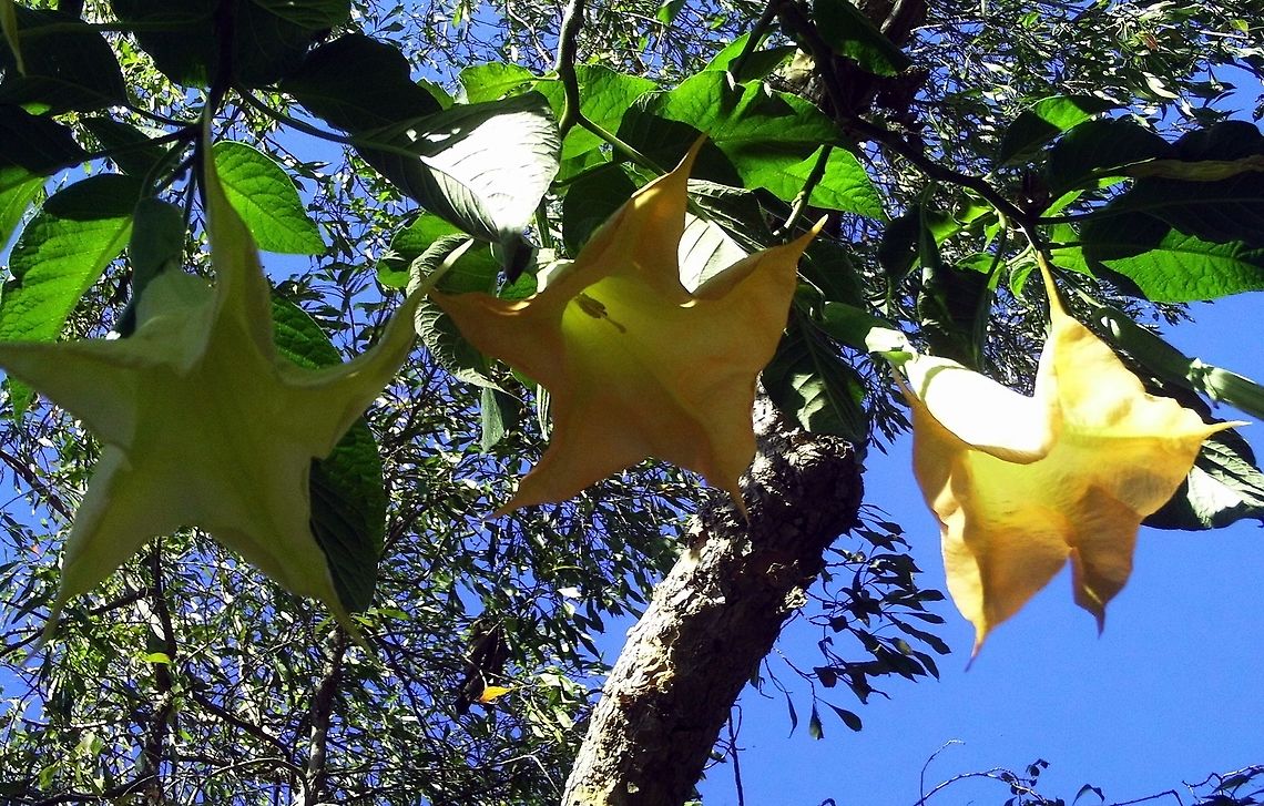 Brugmansia Aurea  Brugmansia aurea,Golden Angels Trumpet