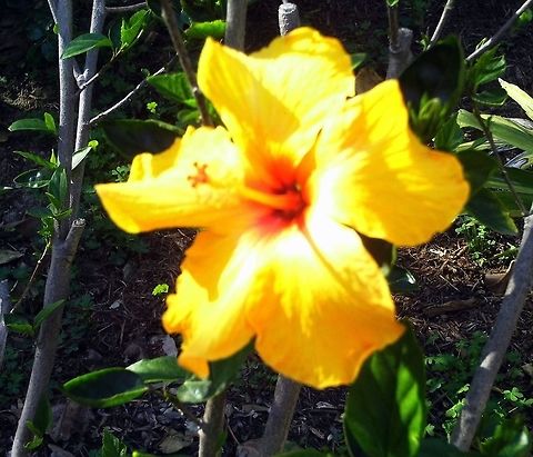 Yellow Hibiscus The Yellow Hibiscus is the Hawaiian state flower-a beautiful tropical plant.   Geotagged,Hibiscus panduriformis,United States,Winter,Yellow Hibiscus