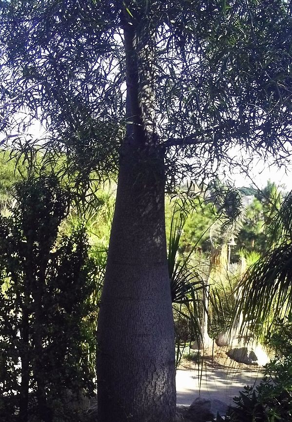 Bottle tree  Bottle tree,Geotagged,Moringa drouhardii,United States,Winter