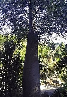 Bottle tree  Bottle tree,Geotagged,Moringa drouhardii,United States,Winter