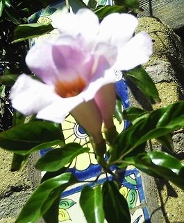 Royal Trumpet Vine  Campsis radicans,Geotagged,Trumpet vine,United States,Winter