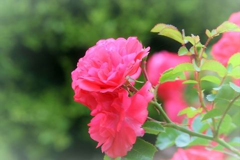 Cabbage Rose  Geotagged,Rosa hybrid,Rosa × centifolia,Spring,United States