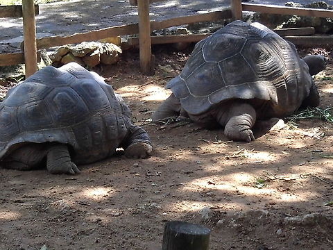 Galapagos Tortoise Galapagos tortoise from a zoo in Japan Chelonoidis nigra,Galápagos tortoise