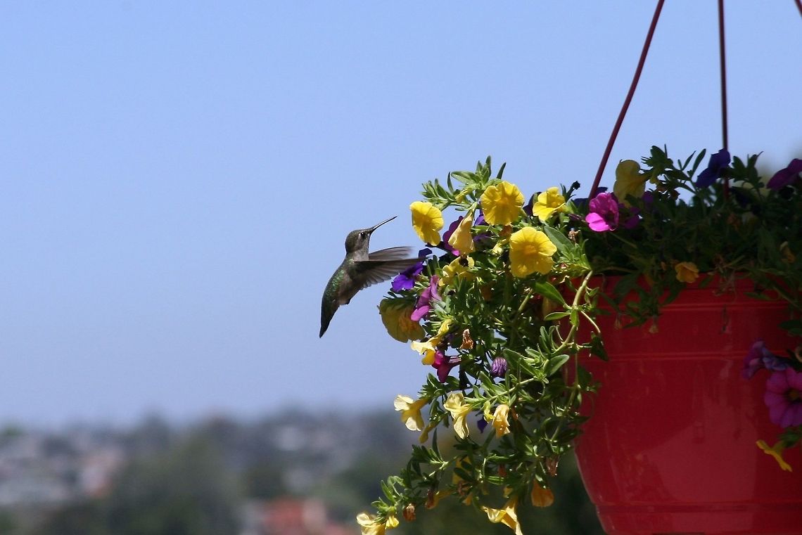 Female Anna's Hummingbird  American Rubyspot,Annas hummingbird,Archilochus colubris,Calypte anna,Geotagged,Hetaerina americana,Ruby-throated hummingbird,Spring,United States