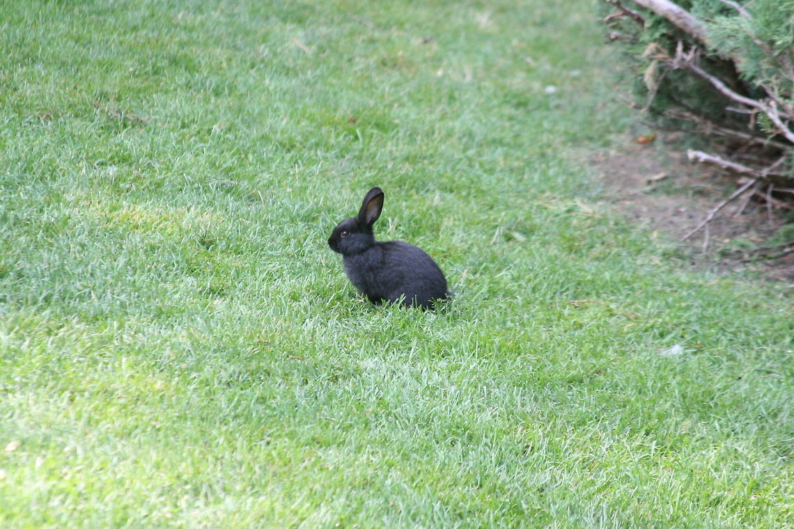European Rabbit  Desert cottontail,European Rabbit,Geotagged,Oryctolagus cuniculus,Summer,Sylvilagus audubonii,United States