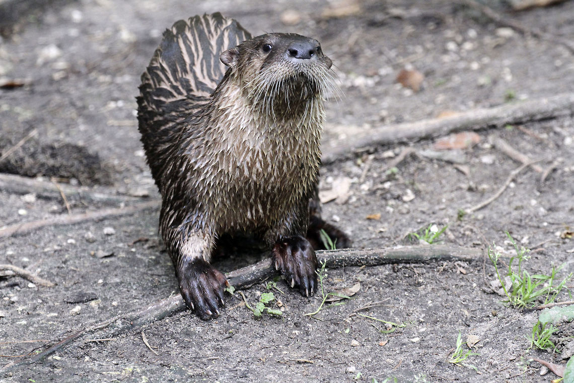 River Otter  Geotagged,Lontra canadensis,North American river otter,Spring,United States