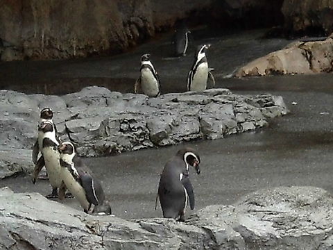 Galapagos Penguin Galapagos Penguins at an aquarium in Japan. Galapagos penguin,Spheniscus mendiculus