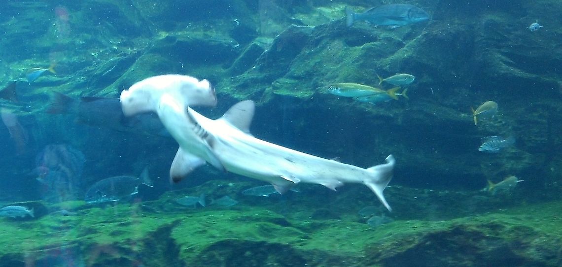 Scalloped Hammerhead Scalloped Hammerhead at a zoo in Japan. Scalloped hammerhead,Sphyrna lewini