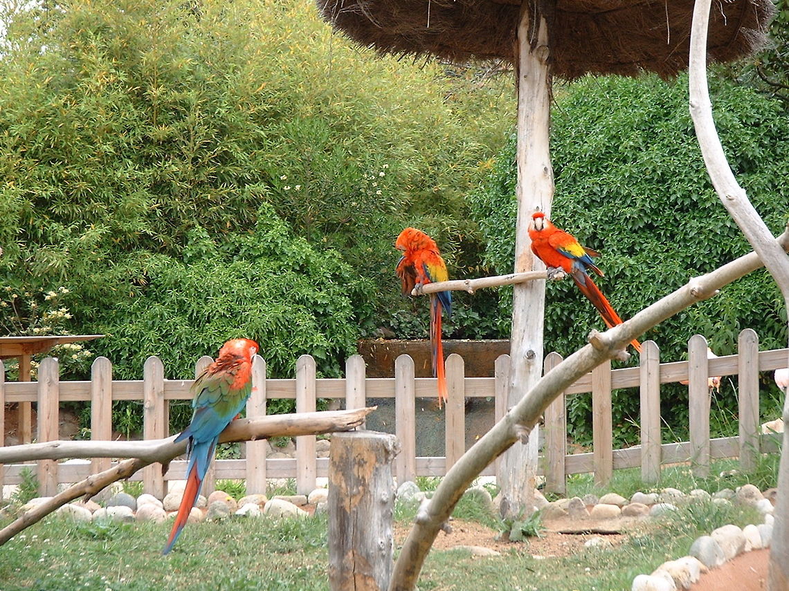 Parrots at Marineland, Spain  Ara chloropterus,Ara macao,Geotagged,Scarlet Macaw,Spain,red-and-green macaw