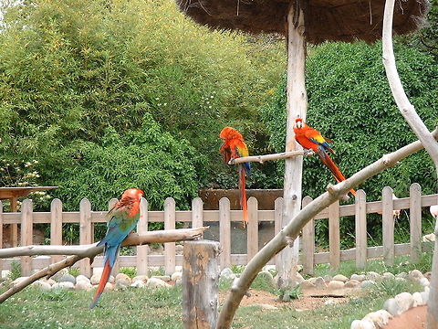 Parrots at Marineland, Spain  Ara chloropterus,Ara macao,Geotagged,Scarlet Macaw,Spain,red-and-green macaw