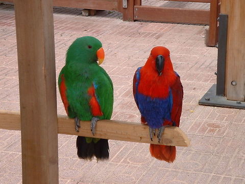 Green and Red  Eclectus Parrot,Eclectus roratus,Eos squamata,Geotagged,Spain,Violet-necked Lory