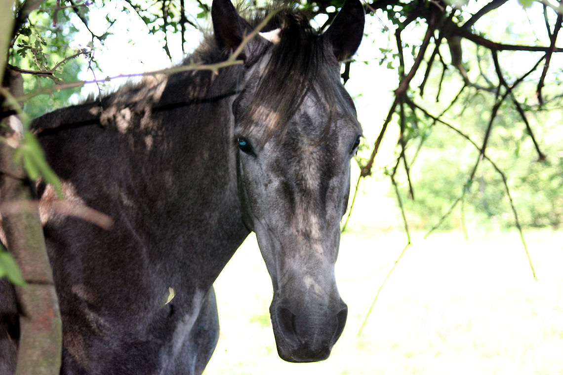 Old Blue Eyes  Domestic horse,Equus ferus caballus,Geotagged,United Kingdom