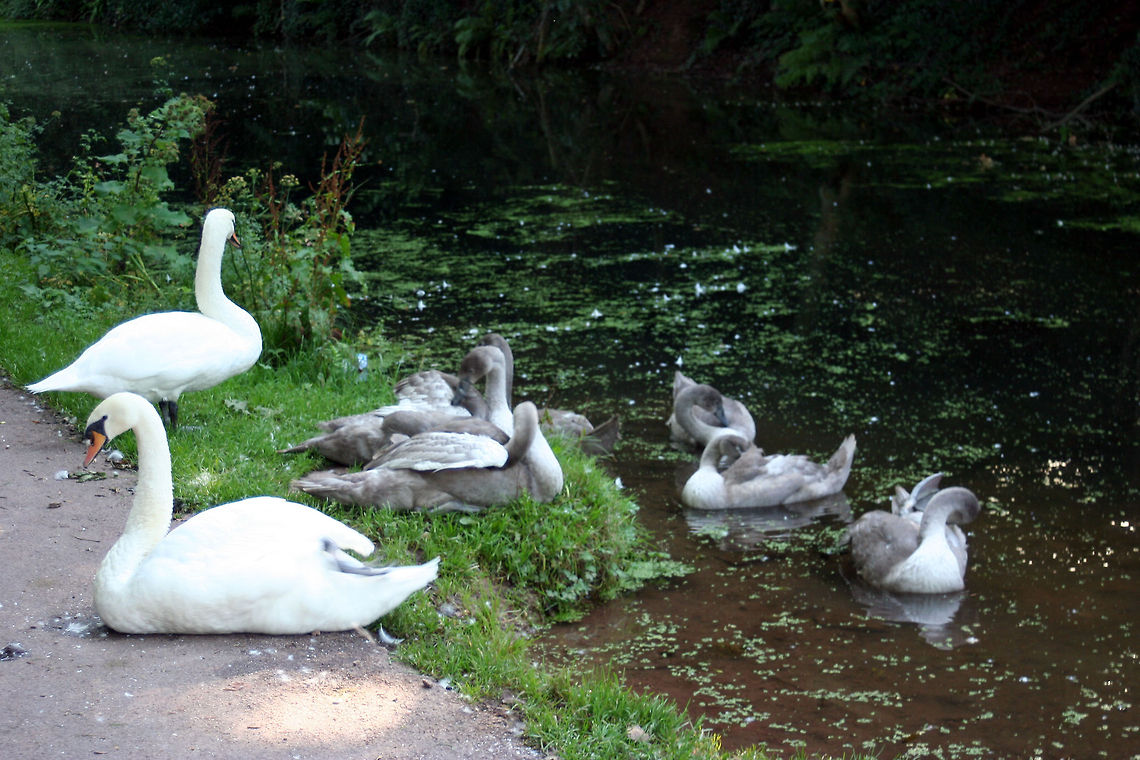 Swan family  Cygnus olor,Geotagged,Mute Swan,United Kingdom