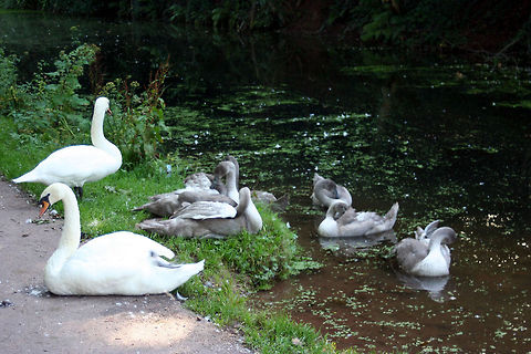 Swan family  Cygnus olor,Geotagged,Mute Swan,United Kingdom