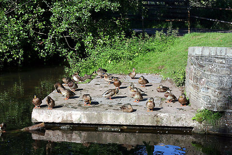 Sunbathing Ducks  Anas platyrhynchos,Geotagged,Mallard,United Kingdom
