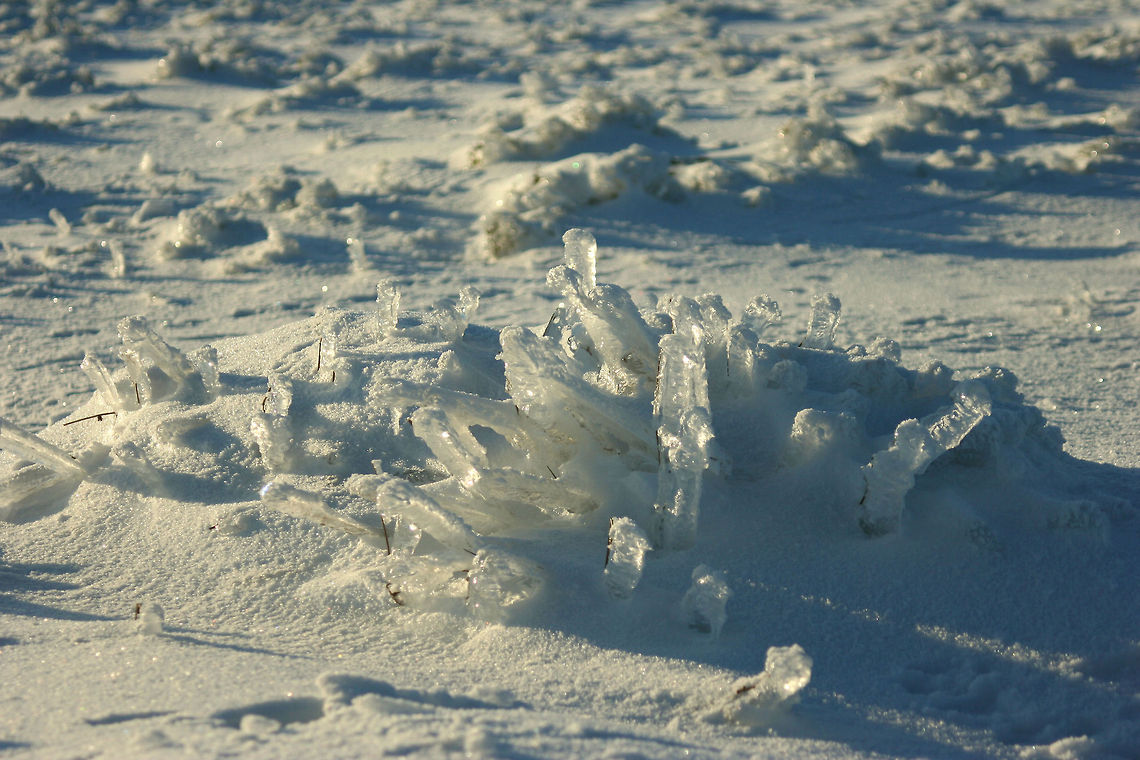 Ice Crystal Grass  Geotagged,United Kingdom