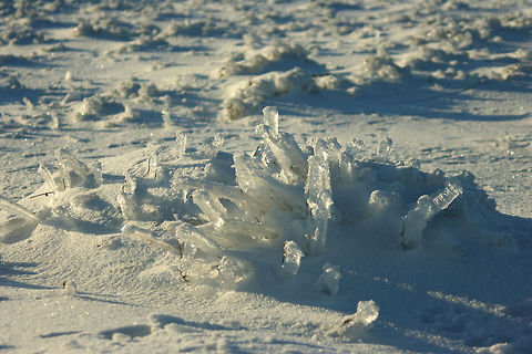 Ice Crystal Grass  Geotagged,United Kingdom