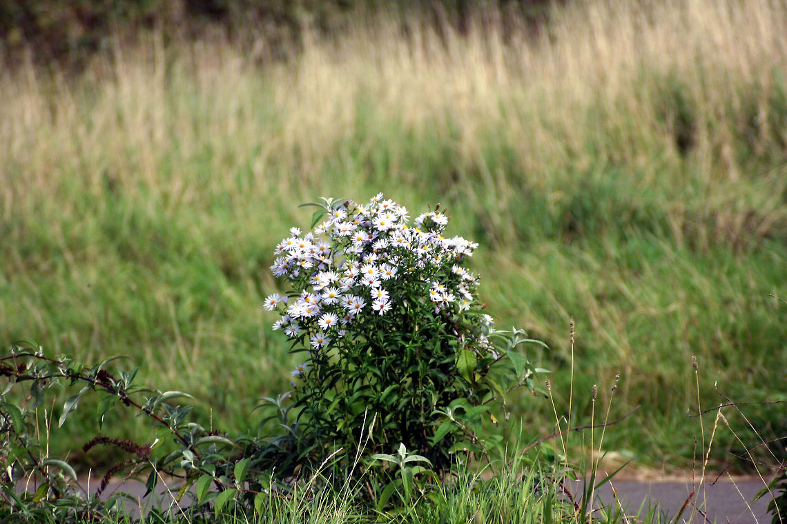 Natural Bouquet  Geotagged,Symphyotrichum novi-belgii,United Kingdom