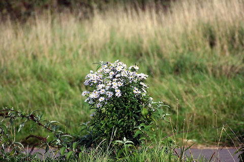 Natural Bouquet  Geotagged,Symphyotrichum novi-belgii,United Kingdom