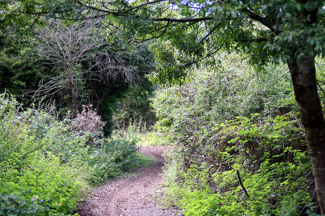 Shades of Green Along a Woodland Path  Geotagged,United Kingdom