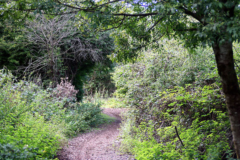 Shades of Green Along a Woodland Path  Geotagged,United Kingdom