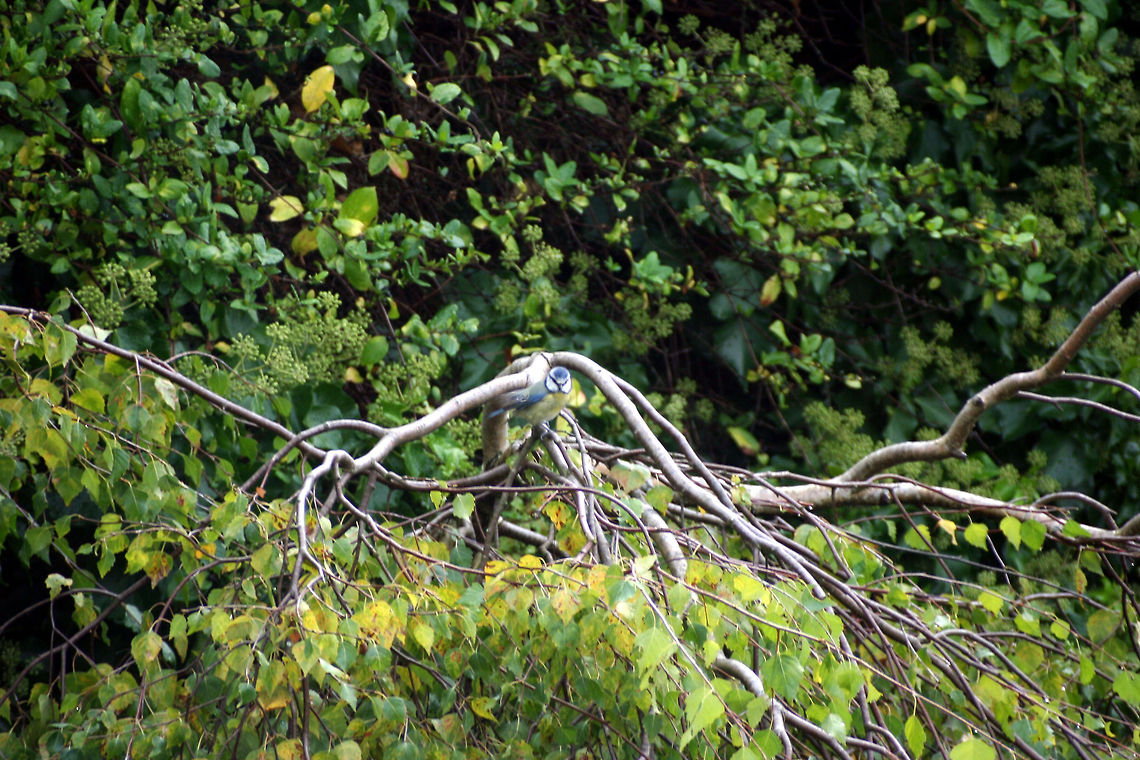 Blue Tit in the Garden  Blue Tit,Cyanistes caeruleus,Geotagged,United Kingdom