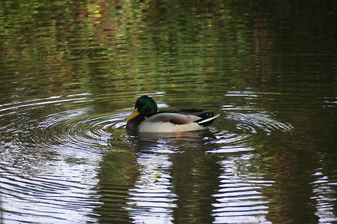 Sleeping Mallard  Anas platyrhynchos,Geotagged,Mallard,United Kingdom