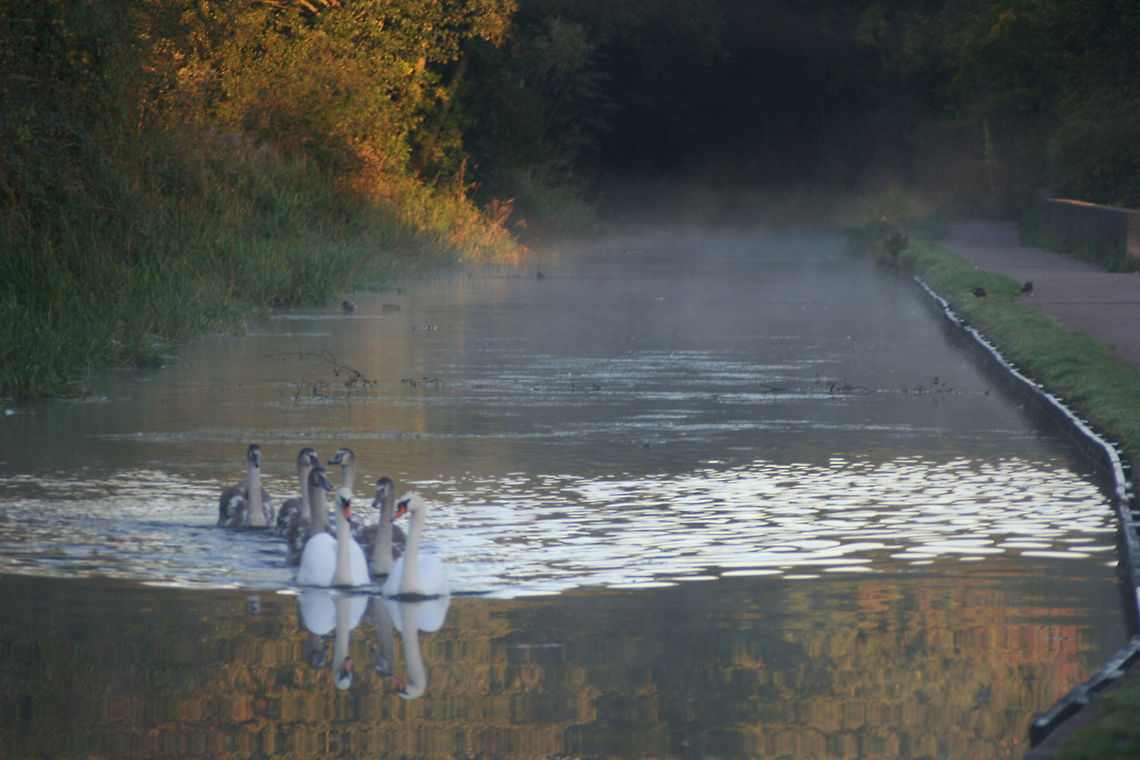 Swan family in soft focus misty morning  Cygnus olor,Geotagged,Mute Swan,United Kingdom