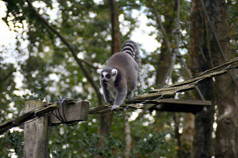 Ring-tailed Lemur  Geotagged,Lemur catta,Ring-tailed lemur,United Kingdom