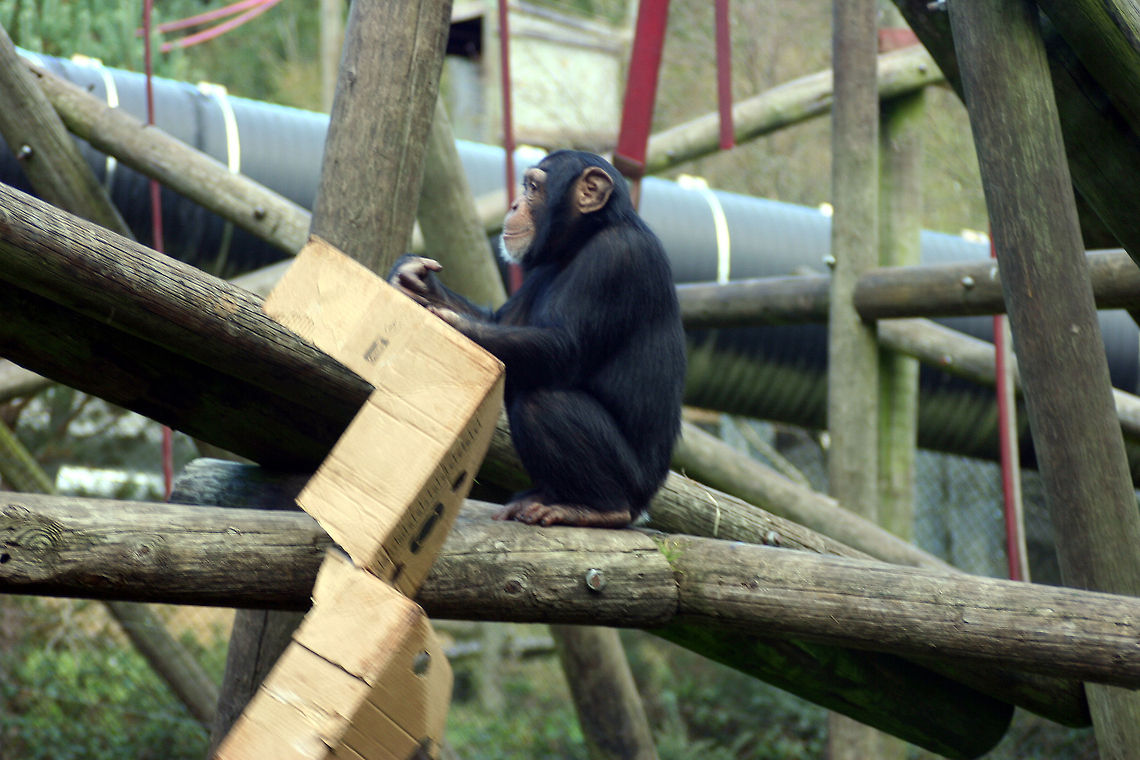Chimpanzee - I'm Happy To Play With The Box  Common chimpanzee,Geotagged,Pan troglodytes,United Kingdom