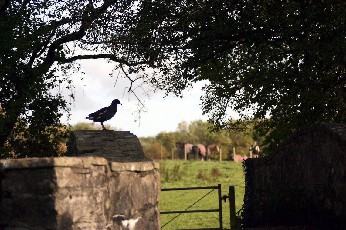Silhouette of a Moorhen  Common Moorhen,Gallinula chloropus,Geotagged,United Kingdom