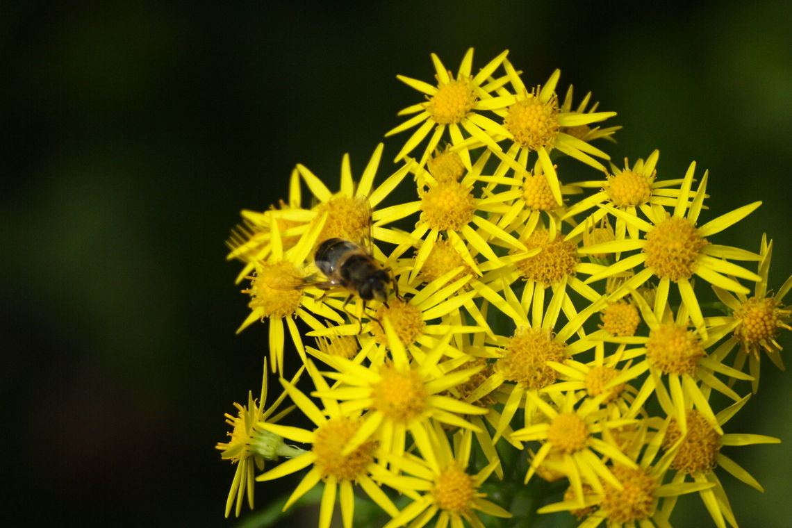 Collecting Pollen  Geotagged,Jacobaea vulgaris,United Kingdom